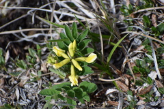 Astragalus umbellatus