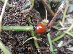 Aegithus rufipennis