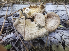 Pleurotus cornucopiae