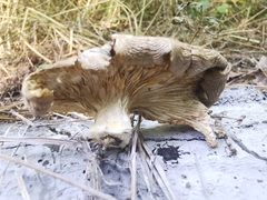 Pleurotus cornucopiae