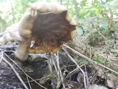Pleurotus cornucopiae