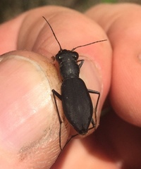 Dromochorus belfragei