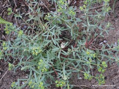 Euphorbia portlandica