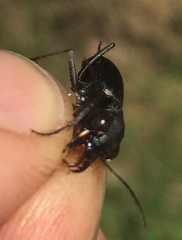 Dromochorus belfragei