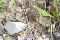 Erynnis marloyi