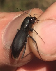 Dromochorus belfragei