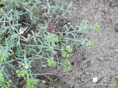 Euphorbia portlandica