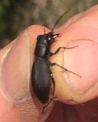 Dromochorus belfragei