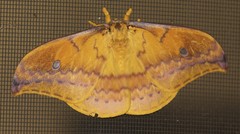 Syntherata janetta