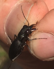Dromochorus belfragei