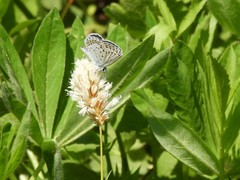 Plebejus fridayi