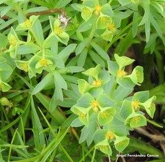 Euphorbia portlandica
