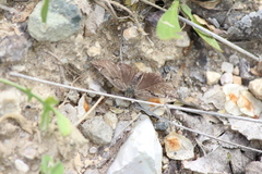Erynnis marloyi