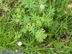 Euphorbia portlandica