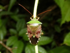 Hypoxys eburatulus