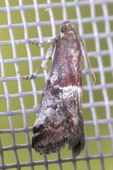 Acrobasis marmorea