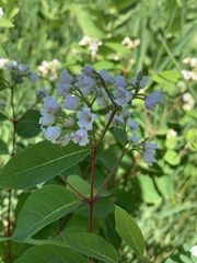Apocynum androsaemifolium