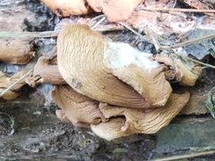 Pleurotus cornucopiae