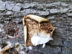 Pleurotus cornucopiae