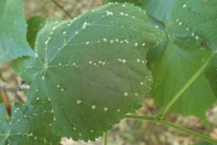 Eriophyes exilis