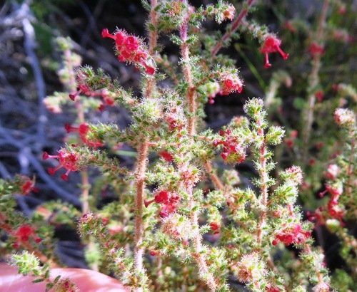 Image of Erica exleeana by (c) linkie, some rights reserved (CC BY)