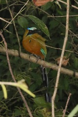 Momotus subrufescens