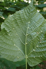Eriophyes exilis