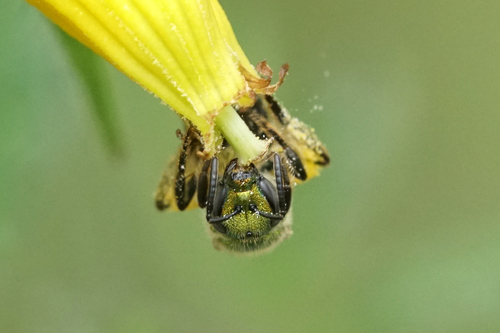 Golden Sweat Bee photo 6