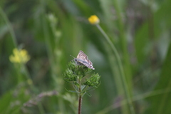 Pyrgus sidae