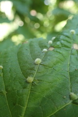 Eriophyes exilis