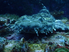 Orectolobus halei