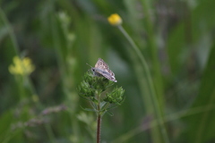 Pyrgus sidae