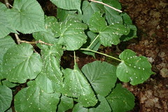 Eriophyes exilis