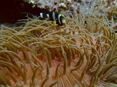 Amphiprion latezonatus