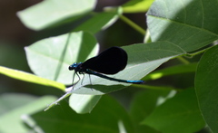 Calopteryx maculata