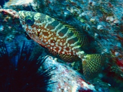 Heteropriacanthus carolinus
