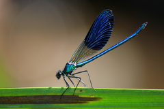 Calopteryx xanthostoma