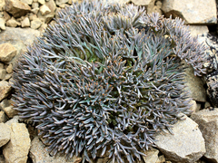Lignocarpa carnosula