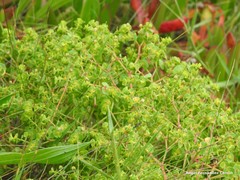 Euphorbia portlandica