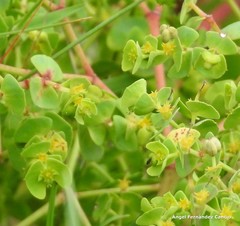 Euphorbia portlandica