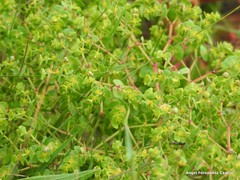 Euphorbia portlandica