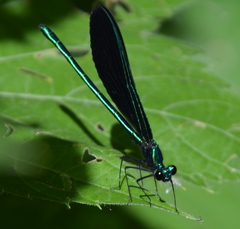 Calopteryx maculata
