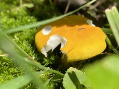Russula ochroleucoides