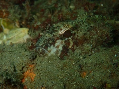 Centropogon australis