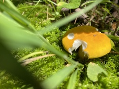 Russula ochroleucoides