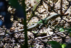 Ameiva ameiva