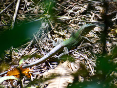 Ameiva ameiva