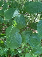 Hamamelis virginiana