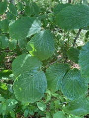 Hamamelis virginiana