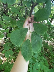Hamamelis virginiana